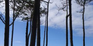 Triathlon d’Arcachon